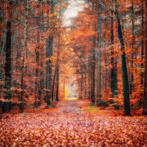 Autumn Woods