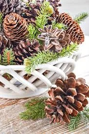 Pinecones