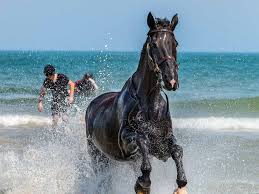 Household Cavalry Horse