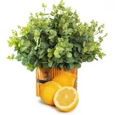 Lemon & Eucalyptus