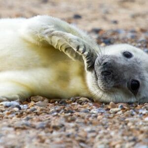 Seal Pup Norfolk