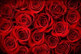 Red Roses