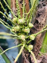 Coconut Bloom