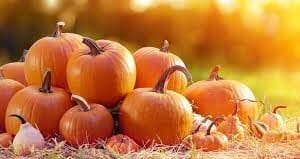 Pumpkin Patch