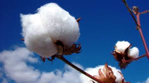 Cotton 