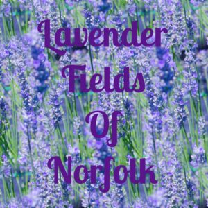 Lavender Fields