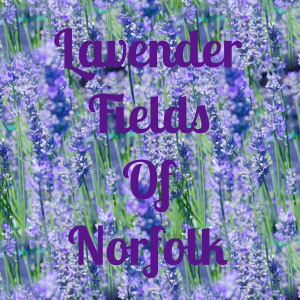 Lavender Fields